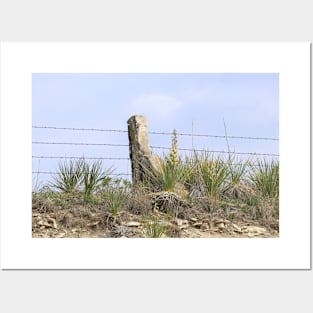 Kansas Stone Post Fence with Yuccas Posters and Art